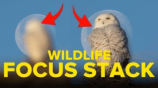 How to Use Focus Stacking in Bird Photography