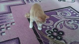 serunya main sama anak nikki by keluarga kucing bahagia 133 views 9 days ago 4 minutes, 6 seconds