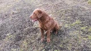 Chesapeake bay retriever Basti in pheasant hunting 2019.12.08