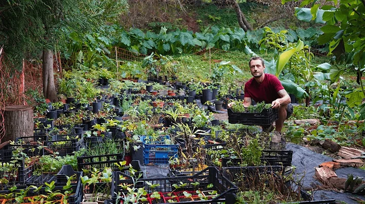 How I Grow Unlimited Plants for My Food Forest