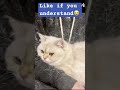 Like if you understand #catowners #life #cat #memes #funny #catfur #stained #felinefriend