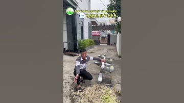 MÁY BĂM CHUỐI C450 BĂM CHUỐI SIÊU GIÀ - THÀNH PHẨM SIÊU MỊN #maybamchuoi #maybamco #maychannuoi