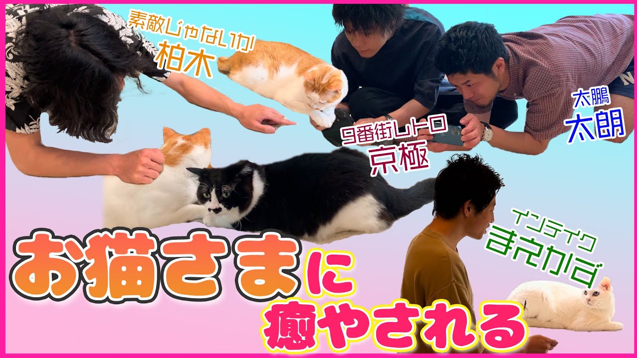 【かわいい】神保町の癒やしスポット紹介【保護猫】