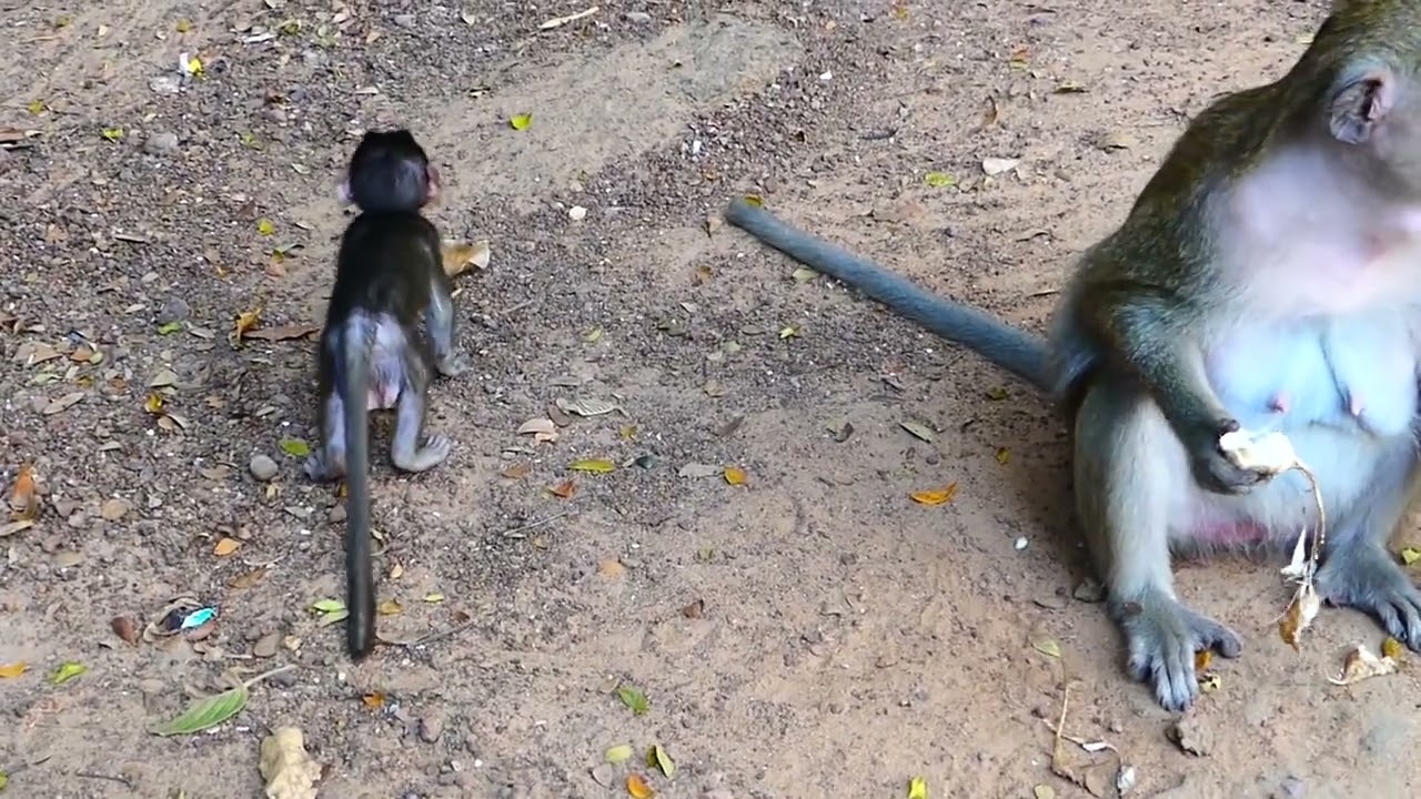 Break Heart! Bad Mom Fight Terrified To Baby Monkey, Tobias Monkey Unlucky that to meet Like this