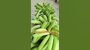review giống chuối tiêu hồng quầy trái to khủng lồ