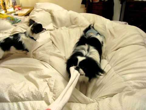 funny-japanese-chin-plays-with-chihuahua-and-sock