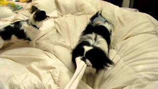 Funny Japanese Chin plays with Chihuahua and sock