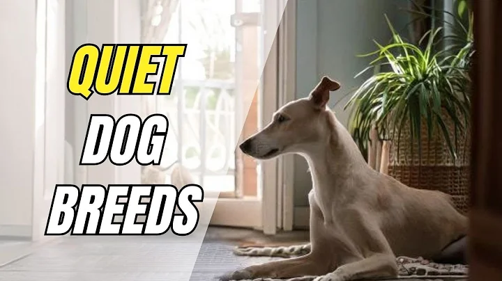 10 QUIET Dog Breeds That BARELY Bark (Perfect for Apartments!)