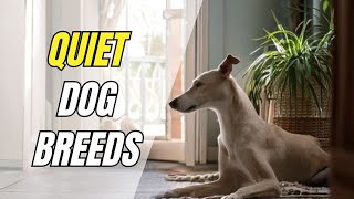 10 QUIET Dog Breeds That BARELY Bark (Perfect for Apartments!)