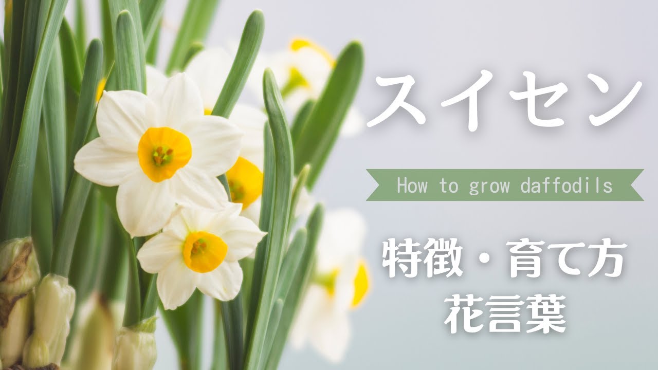 水仙様 水仙】種類（一部）の紹介✽育て方・特徴・花言葉・名前の由来✽ How
