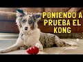 Uso del kong para perros 2021