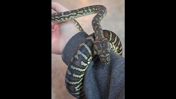 Beautiful juvenile female Centralian Carpet Python 👀 for new home! #python #snake #snakes