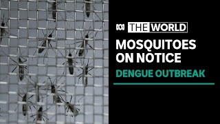 Brazil trials killer gene to tackle mosquitoes spreading dengue fever | The World