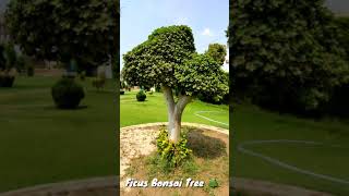 Ficus Bonsai Tree Plants | Beautiful Bonsai Tree Plants | Shorts