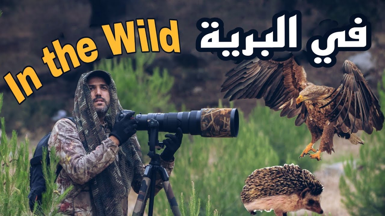 البرية المغربية  2   moroccan wildlife  #morocco #moroccan