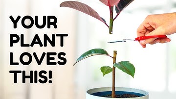 Ik heb mijn plant doormidden gesneden... en dit is wat er gebeurde