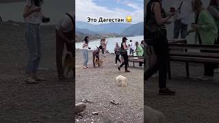 Дагестанская кошка кошмарит приезжую собаку 😂 Это Дагестан! #сулакскийканьон