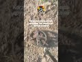 Когда рассказываешь что нашёл не битую селуху #metaldetecting #коп #deus #металлоискатель #minelab