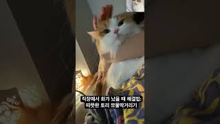 #회사에서 #짜증날때 #해결법  #토리 #쪼물딱