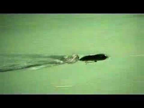 Heddon Tiny Torpedo bass fishing topwater lure 