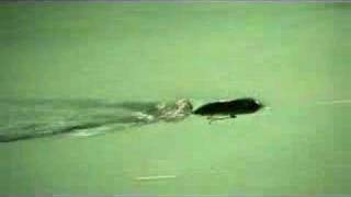 Heddon Tiny Torpedo bass fishing topwater lure
