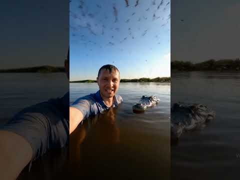 🐜 Крокодилы vs Яды: Супер-Слюна Спасает! #крокодилы #крокодил #дикаяприрода #animals #фактыоживотных
