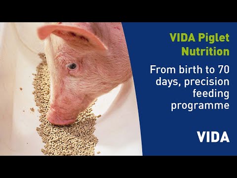 Discover the leading VIDA piglet starter feed from ForFarmers | ForFarmers Pig