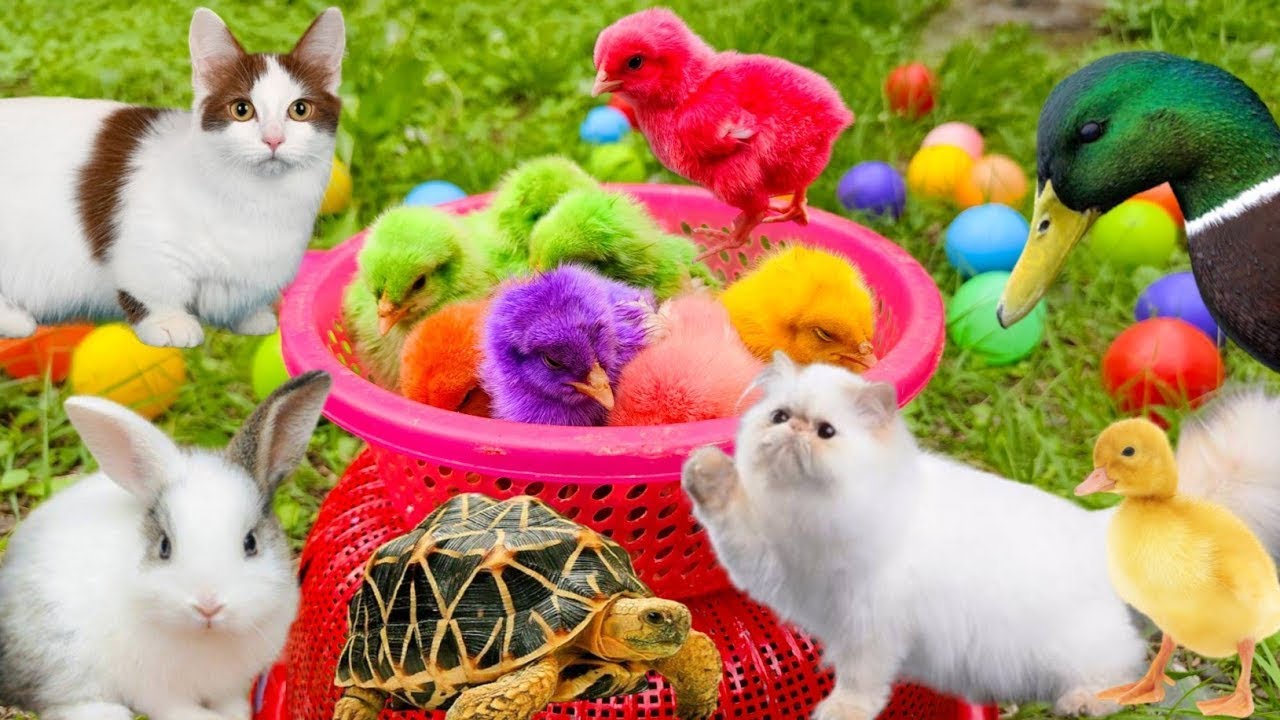Bắt Gà Dễ Thương, Gà 7 Màu Sắc, Gà Cầu Vồng, Thỏ, Mèo Dễ Thương, Vịt ...