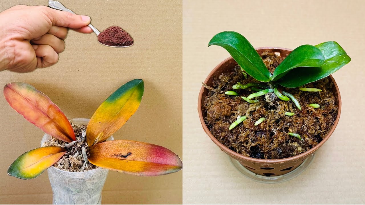 Просто кофе! Орхидея сразу ожила и цвела круглый год.