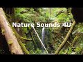 Nature Sounds - Australian bird song in the morning & frogs -relaxing-study-meditation-ambient-ASMR