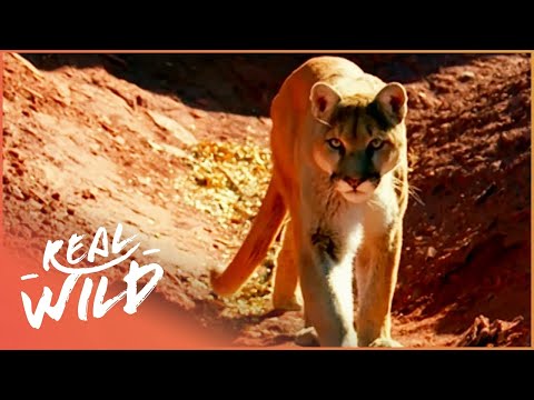 The Rocky Mountain Lions (Wildlife Documentary) | Real Wild