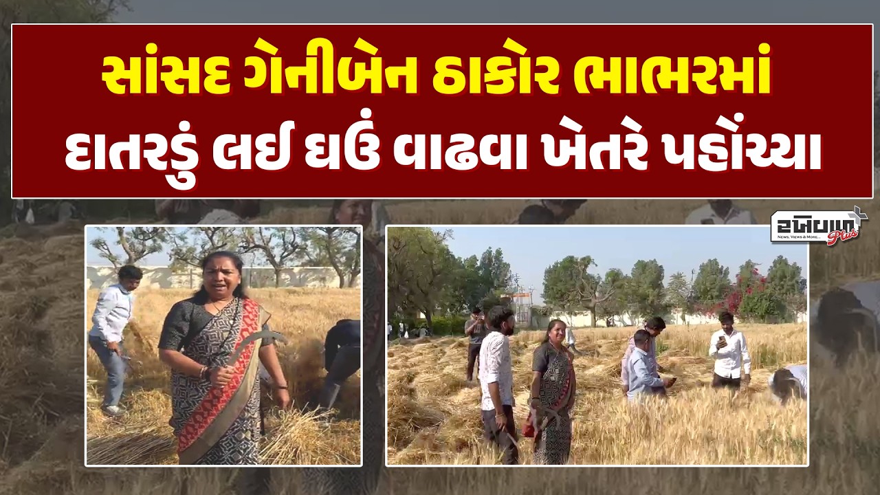 સાંસદ ગેનીબેન ઠાકોર ભાભરમાં દાતરડું લઈ ઘઉં વાઢવા ખેતરે પહોંચ્યા