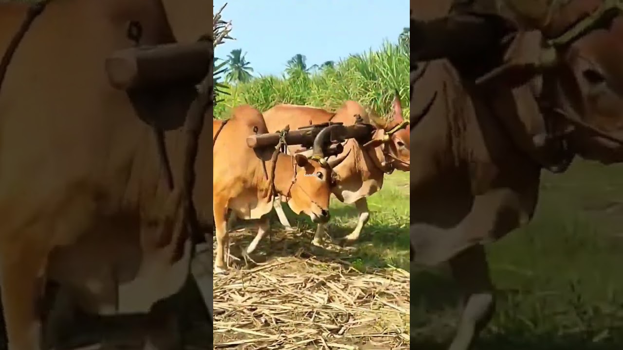 மாட்டுவண்டி | bullock cart ride | bullock cart race | bullock cart videos | farm animals | cow