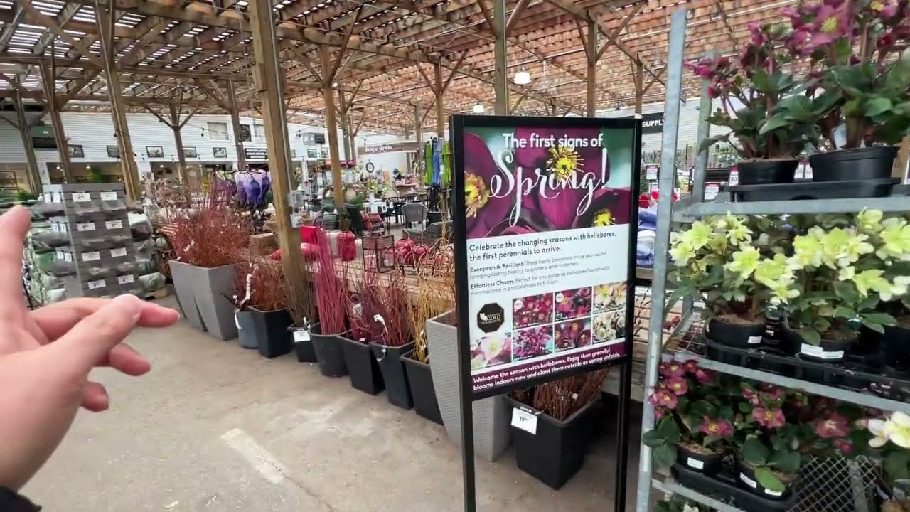 花店新上架的几种圣诞玫瑰（铁筷子）- Hellebore