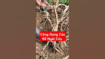 Bạn đã biết công dụng tuyệt vời của Rễ Ngải Cứu chưa?