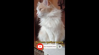 видео: Подборка картинка: Подборка