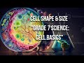 4 2 4 Cell Shape And Size Grade 8 General Science Unit 4 Part 1 4 2 4 Cell Shape And Size Grade 8 General Science Unit 4 Part 1