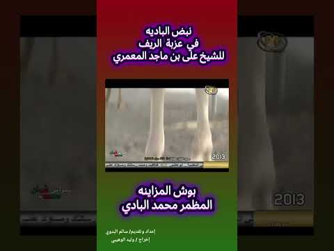 نبض الباديه بوش المزاينه في عزبة الشيخ علي بن ماجد المعمري سالم البدوي