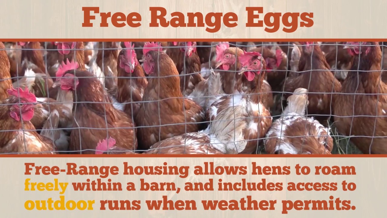 eggs florentine Free Range Eggs