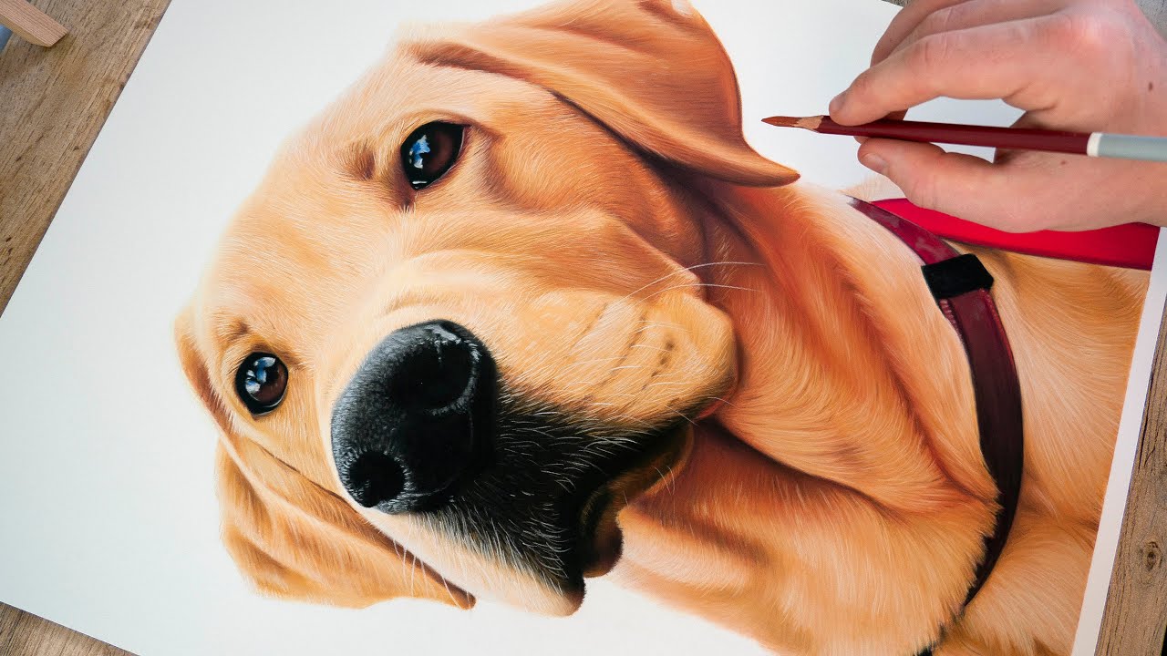 Dog Portrait Drawing | Realistic Color Pastel Pencil Time-Lapse - YouTube