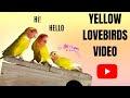 Lutino Lovebird and his Friends Talking| Yellow Head Peach Faced @Villagebirdcom