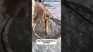 L’antico metodo mongolo di conservazione nel ghiaccio che mantiene il cibo congelato per mesi