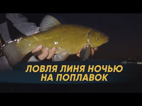 Ловля линя на поплавок | Ловля крупного линя ночью