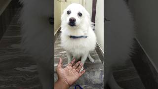 Dog love is UnConditional 😍🫂🐶 Appuu😘😘 #pets #dog