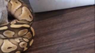 ball python unboxing!