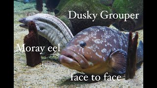 Uncommon behaviour: Grouper stalks moray eel, Medes Islands, Spain