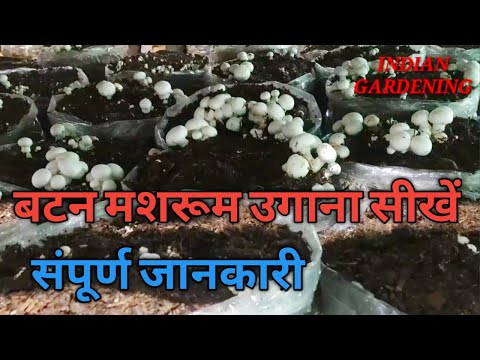 श्वेत बटन मशरूम (खुम्ब) कैसे उगाये//Mushroom