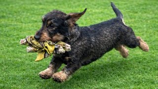 You’ll Never Catch Me… Teddy the Dachshund 😂