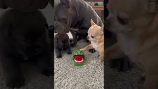 ​Big protector, tiny explorer🐾🤣 .. #chihuahua #bulldog #funnydogs #comedy #aiart #viralshorts