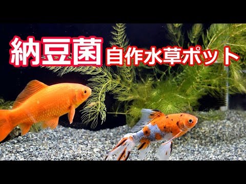 金魚水槽の自作の水草ポット ダッチアクアリウム風で Youtube
